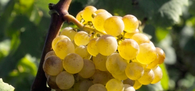 uva blanca